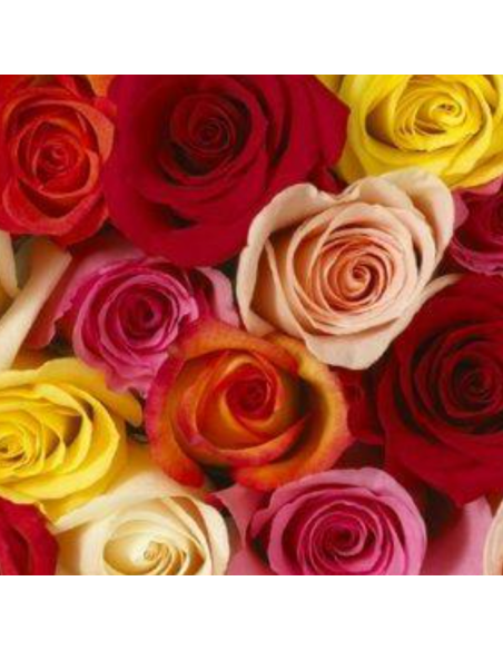 Assorted Roses 250 Stems | Grower’s Assortment Wholesale Roses