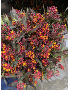 Asclepias Orange 5 or 10 bunches 2