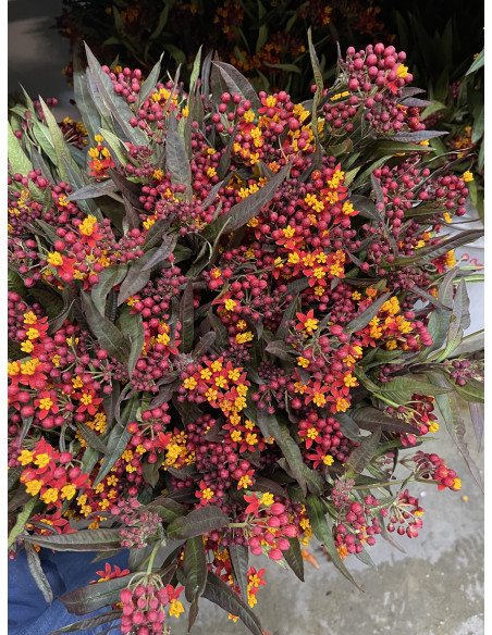 Asclepias Orange 5 or 10 bunches