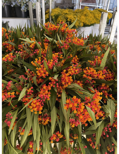Asclepias Orange 5 or 10 bunches Asclepias Orange 5 or 10 bunches
