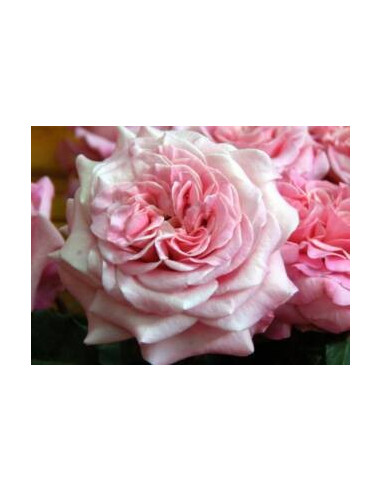 Garden Rose Pink Ashley 36 Stems