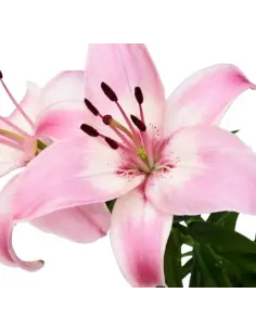 Growers choice Pink Oriental Lilies By the Box 60 / 120  stems