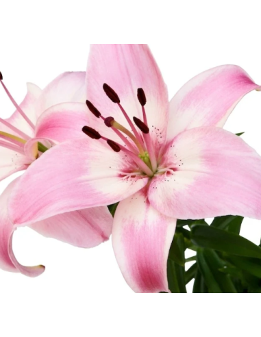 Growers choice Pink Oriental Lilies By the Box 60 / 120  stems