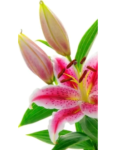 Growers choice Pink Oriental Lilies By the Box 60 / 120  stems 2