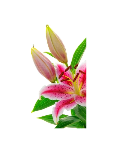 Growers choice Pink Oriental Lilies By the Box 60 / 120  stems Growers choice Pink Oriental Lilies By the Box 60 / 120  stems