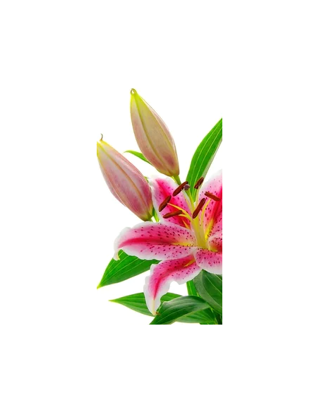 Growers choice Pink Oriental Lilies By the Box 60 / 120  stems
