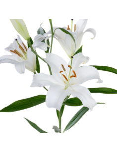 White Oriental Lilies 60 / 120 Stems | Wholesale & Bulk Lilies