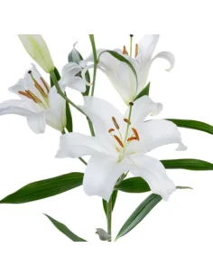 Growers choice White Oriental Lilies By the Box 60 / 120  stems