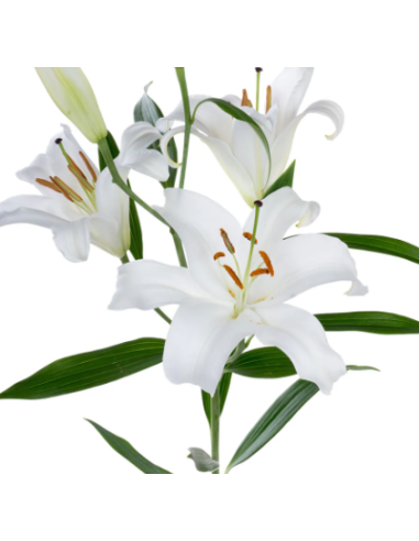 Growers choice White Oriental Lilies By the Box 60 / 120  stems