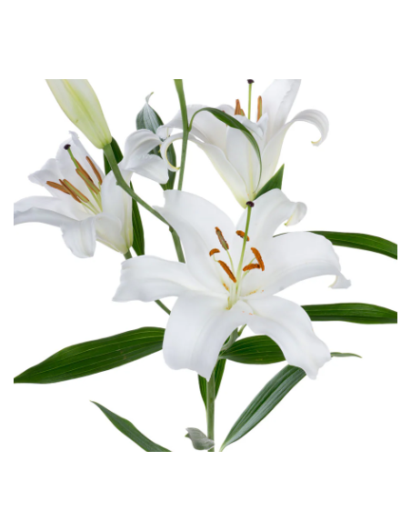 Growers choice White Oriental Lilies By the Box 60 / 120  stems