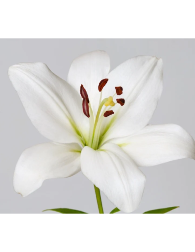 White Oriental Lilies 60 / 120 Stems | Wholesale & Bulk Lilies
