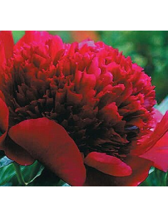 Red Charm Peonies 100 stems 2