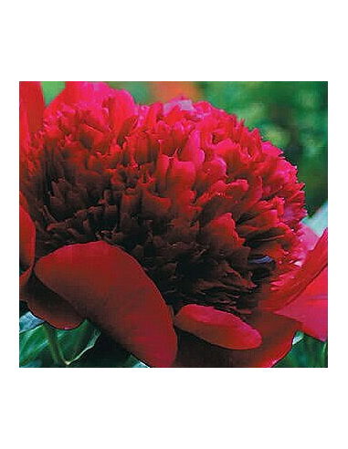 Red Charm Peonies Wholesale & Bulk — 100 Stems | Premium Peonies