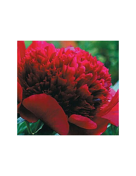 Red Charm Peonies 100 stems