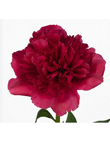 Red Charm Peonies Wholesale & Bulk — 100 Stems | Premium Peonies