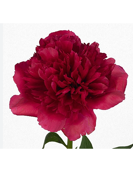 Red Charm Peonies 100 stems