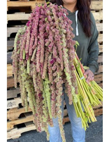 Amaranthus Hanging BI COLOR 10 bunches