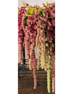 Amaranthus Hanging BI COLOR 10 bunches 2