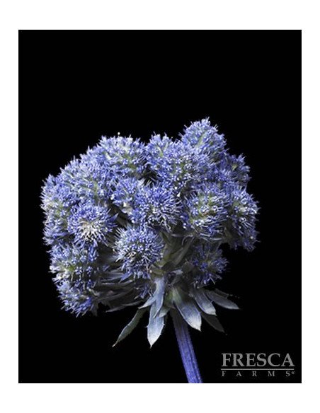 Eryngium Assorted Magical Series 15 Stems