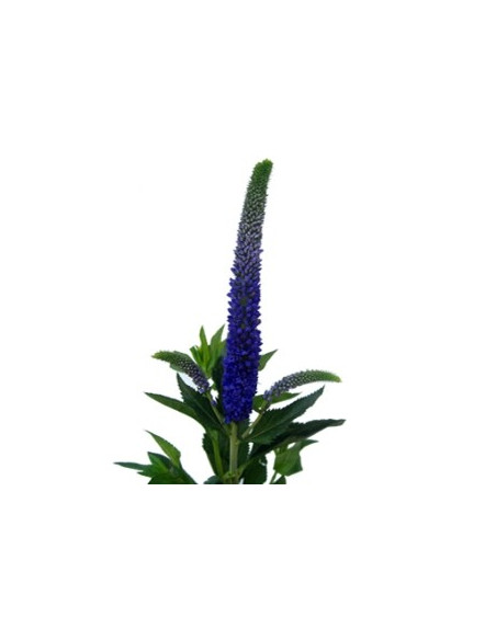 Veronica