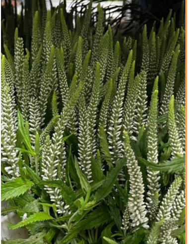 Veronica Blue & White | Fresh Mixed Veronica (100 Stems Wholesale)