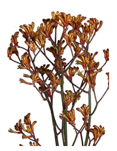 Wholesale Red & Orange Kangaroo Paws - 50 Stems Bulk | Florasource