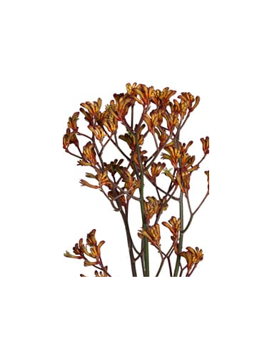 Wholesale Red & Orange Kangaroo Paws - 50 Stems Bulk | Florasource