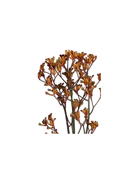 Wholesale Red & Orange Kangaroo Paws - 50 Stems Bulk | Florasource