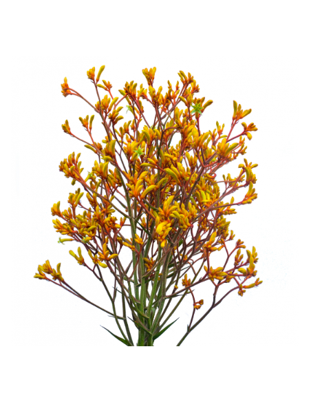 Wholesale Red & Orange Kangaroo Paws - 50 Stems Bulk | Florasource