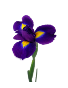 Iris Solid Color By the Box 10 Bunches 2