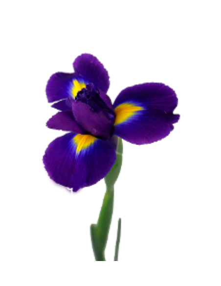 Purple “Tigris” Iris | Bulk Wholesale Iris Flowers (120 Stems)
