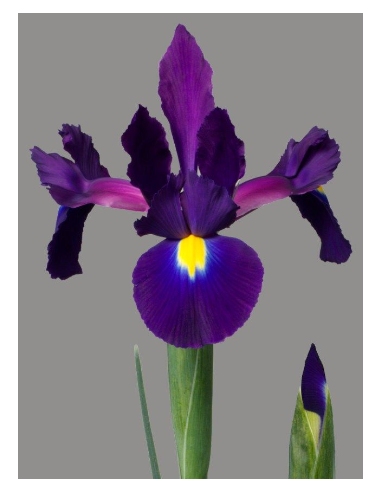Purple “Tigris” Iris | Bulk Wholesale Iris Flowers (120 Stems)