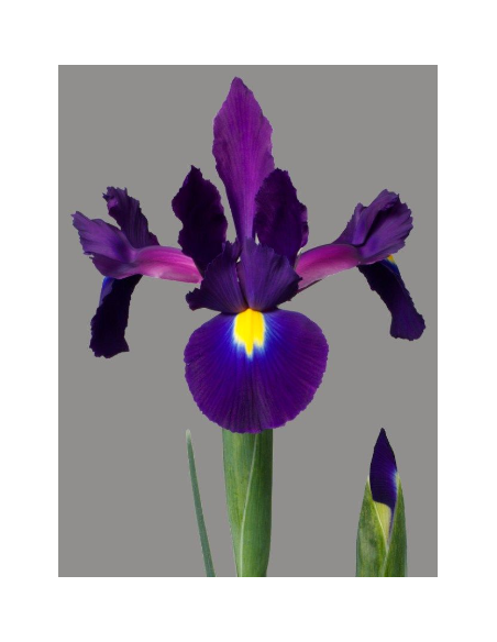Purple “Tigris” Iris | Bulk Wholesale Iris Flowers (120 Stems)