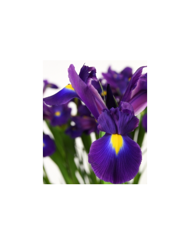 Purple “Tigris” Iris | Bulk Wholesale Iris Flowers (120 Stems)