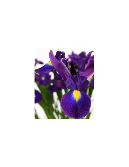 Purple “Tigris” Iris | Bulk Wholesale Iris Flowers (120 Stems)