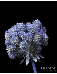 Eryngium Purple Magical Series 15 Stems