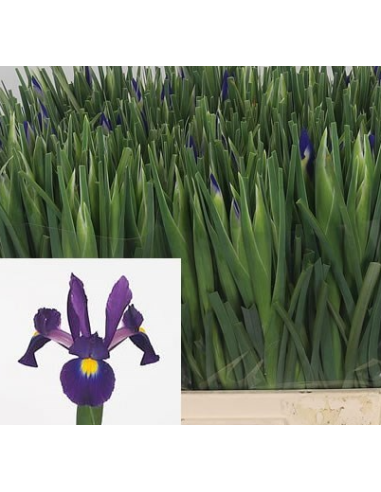 Purple “Tigris” Iris | Bulk Wholesale Iris Flowers (120 Stems)