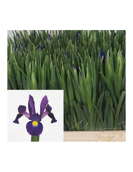 Purple “Tigris” Iris | Bulk Wholesale Iris Flowers (120 Stems)