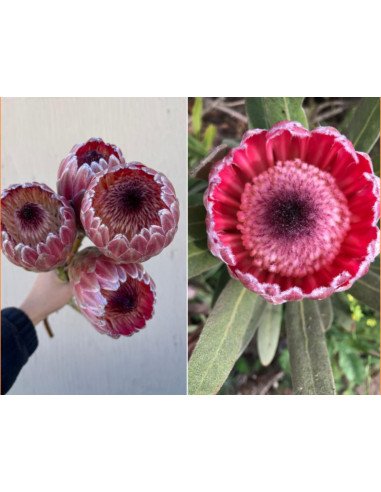 Protea pink ic ON SALE $2.00 per stem