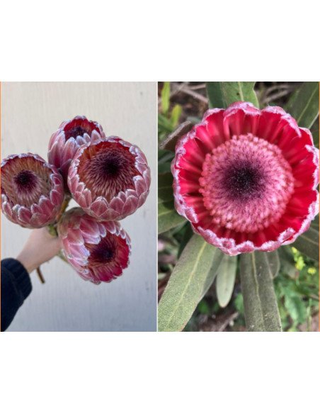 Protea pink ic ON SALE $2.00 per stem