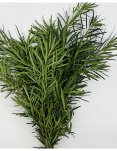 Wholesale Nagi Foliage | Premium Podocarpus Greenery