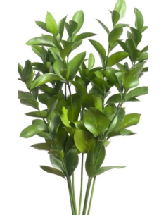 Wholesale Israeli Ruscus | Premium Long-Lasting Greenery