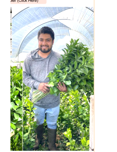 Wholesale Israeli Ruscus | Premium Long-Lasting Greenery