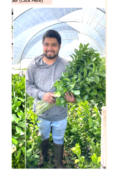 Wholesale Israeli Ruscus | Premium Long-Lasting Greenery