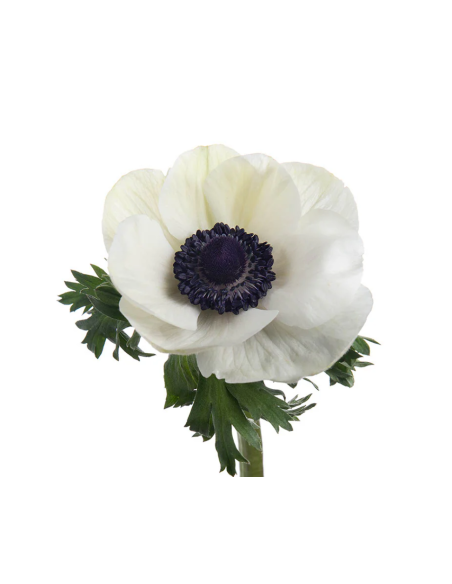 Anemone "white panda" 60 stems