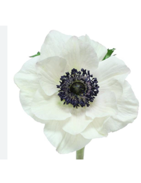 Anemone "white panda" 60 stems