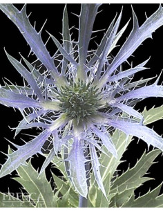 Eryngium Blue Bell By the Box 16 bunches