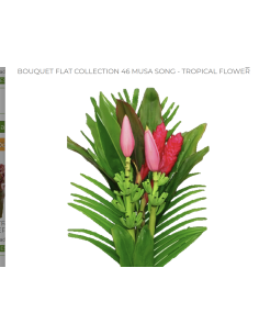Tropical Bouquet Medium Collection ... Musa Song 10 bunches