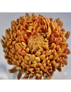 Football Mumms Bronze By the Box 110 Stems