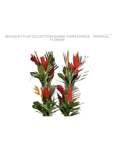 Tropical Bouquet Flat Collection / "Sunny" growers choice 14 bunches 2